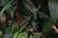 Floscopa scandens